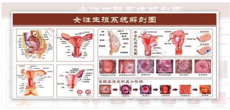 女性生殖器|女性生殖系統